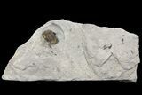 Greenops Trilobite - Arkona, Ontario #164407-5